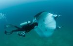 SEASON OF GIANTS - RAY OF HOPE EXPEDITIONS 2019 - Join MMF researchers in Myanmar and Thailand on this - Queen Of Mantas