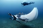 SEASON OF GIANTS - RAY OF HOPE EXPEDITIONS 2019 - Join MMF researchers in Myanmar and Thailand on this - Queen Of Mantas