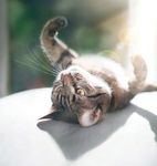 28 In This Issue - Alberta Veterinary Medical Association
