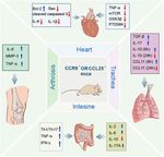 The Roles of CCR9/CCL25 in Inflammation and Inflammation-Associated Diseases - Frontiers