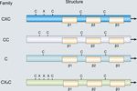The Roles of CCR9/CCL25 in Inflammation and Inflammation-Associated Diseases - Frontiers