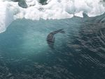 Argentina: People, Environment, and Climate Change in Patagonia and Antarctica Fall 2020 - SIT Study Abroad