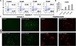 Phenethyl Isothiocyanate Induces Apoptosis Through ROS Generation and Caspase-3 Activation in Cervical Cancer Cells