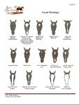 ROCKY MOUNTAIN HORSE ASSOCIATION - One Horse for All Occasions RULES OF REGISTRY