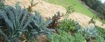 Summary Report - Aotearoa (NZ) Food Systems SUMMIT Independent - Food Systems Summit Dialogues