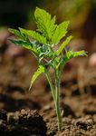 Summary Report - Aotearoa (NZ) Food Systems SUMMIT Independent - Food Systems Summit Dialogues