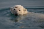 Polar Bear - Association of Arctic Expedition Cruise Operators