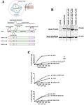 Nuclear restriction of HIV 1 infection by SUN1 - Nature