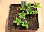 The Genus Amorphophallus (Titan Arums) - Rareplants.eu