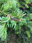 Spruce budworm - Gros Morne National Park - (March 2021) - Qalipu