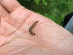 Spruce budworm - Gros Morne National Park - (March 2021) - Qalipu