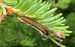 Spruce budworm - Gros Morne National Park - (March 2021) - Qalipu