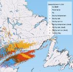 Spruce budworm - Gros Morne National Park - (March 2021) - Qalipu