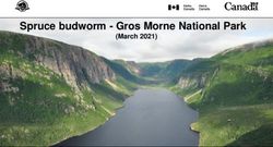 Spruce budworm - Gros Morne National Park - (March 2021) - Qalipu