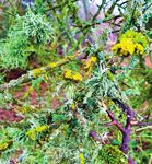 Lichens in the Chilterns - Luton revisited Spring events & activities CAMPAIGNING CONSERVING PROMOTING