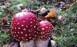Lichens in the Chilterns - Luton revisited Spring events & activities CAMPAIGNING CONSERVING PROMOTING