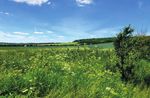 Lichens in the Chilterns - Luton revisited Spring events & activities CAMPAIGNING CONSERVING PROMOTING