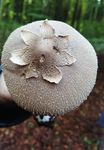 Lichens in the Chilterns - Luton revisited Spring events & activities CAMPAIGNING CONSERVING PROMOTING