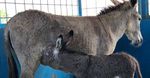 Hello dearest donkey friends of our Donkey Sanctuary Bonaire