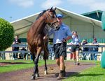 2020 Yearling Sale Series - NOMINATIONS CLOSE FRIDAY 9 AUGUST 2019 - Magic Millions