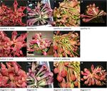 A carnivorous plant genetic map: pitcher/insect-capture QTL on a genetic linkage map of Sarracenia