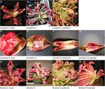 A carnivorous plant genetic map: pitcher/insect-capture QTL on a genetic linkage map of Sarracenia
