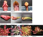 A carnivorous plant genetic map: pitcher/insect-capture QTL on a genetic linkage map of Sarracenia