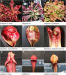 A carnivorous plant genetic map: pitcher/insect-capture QTL on a genetic linkage map of Sarracenia