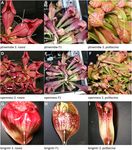 A carnivorous plant genetic map: pitcher/insect-capture QTL on a genetic linkage map of Sarracenia