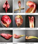 A carnivorous plant genetic map: pitcher/insect-capture QTL on a genetic linkage map of Sarracenia