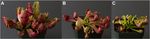 A carnivorous plant genetic map: pitcher/insect-capture QTL on a genetic linkage map of Sarracenia