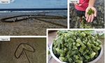 Role of Seaweed in Diets of Samoa and Kiribati: Exploring Key Motivators for Consumption