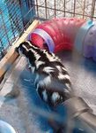 It Takes a Village - Sierra Wildlife Rescue