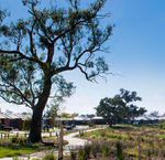 Environmental Areas and Corridors - Planning Scheme Policy Post Consultation Version 2019