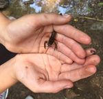 Spring Schedule 2018 - Nashville.gov