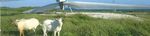 Initial Environmental Examination - Project Number: 49450-012 January 2019 - Asian ...