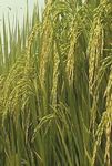 Food Insecurity in the World - The State of The multiple dimensions of food security