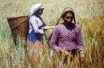 Food Insecurity in the World - The State of The multiple dimensions of food security