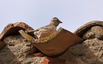 Day trip in the Minervois (34 & 11) - Birding Languedoc