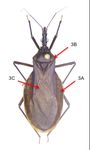 Arizona Kissing Bugs For pest management and Extension professionals - University of ...