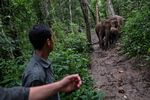 China villagers learn to live with the elephant in the room