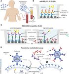 DEFINING THE FEATURES AND DURATION OF ANTIBODY RESPONSES TO SARS-COV-2 INFECTION ASSOCIATED WITH DISEASE SEVERITY AND OUTCOME