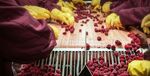 FDA Recalls A Client's Guide to - Akin Gump