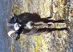 Animal Assisted Play Therapy: 2019 ALASKA - Level 2 Relationships & Applications - Rise van Fleet