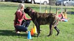 Animal Assisted Play Therapy: 2019 ALASKA - Level 2 Relationships & Applications - Rise van Fleet