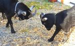 Animal Assisted Play Therapy: 2019 ALASKA - Level 2 Relationships & Applications - Rise van Fleet