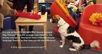 Animal Assisted Play Therapy: 2019 ALASKA - Level 2 Relationships & Applications - Rise van Fleet
