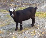 Animal Assisted Play Therapy: 2019 ALASKA - Level 2 Relationships & Applications - Rise van Fleet