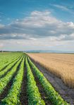 FEFAC SOY SOURCING GUIDELINES 2021