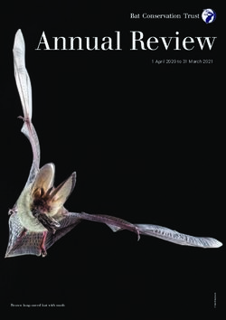 Annual Review 1 April 2020 to 31 March 2021 - Brown long-eared bat with moth - Bat Conservation Trust